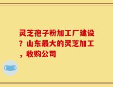 灵芝孢子粉加工厂建设？山东最大的灵芝加工，收购公司