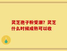 灵芝孢子粉受潮？灵芝什么时候成熟可以收