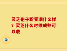 灵芝孢子粉受潮什么样？灵芝什么时候成熟可以收