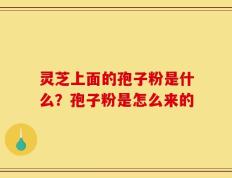 灵芝上面的孢子粉是什么？孢子粉是怎么来的