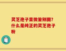 灵芝孢子显微鉴别图？什么是纯正的灵芝孢子粉