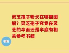 灵芝孢子粉长在哪里图解？灵芝孢子究竟在灵芝的伞面还是伞底有相关参考书籍