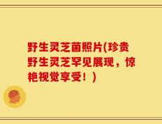 野生灵芝菌照片(珍贵野生灵芝罕见展现，惊艳视觉享受！)