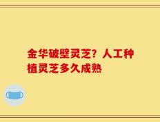 金华破壁灵芝？人工种植灵芝多久成熟