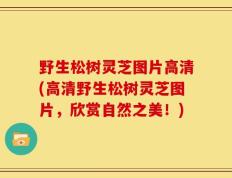 野生松树灵芝图片高清(高清野生松树灵芝图片，欣赏自然之美！)