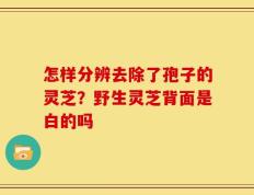 怎样分辨去除了孢子的灵芝？野生灵芝背面是白的吗