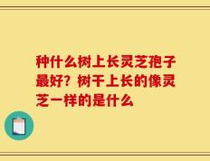 种什么树上长灵芝孢子最好？树干上长的像灵芝一样的是什么