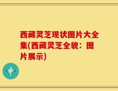 西藏灵芝现状图片大全集(西藏灵芝全貌：图片展示)