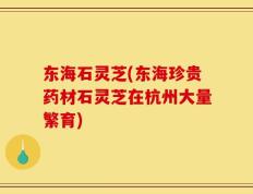 东海石灵芝(东海珍贵药材石灵芝在杭州大量繁育)