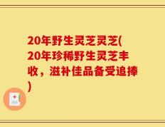 20年野生灵芝灵芝(20年珍稀野生灵芝丰收，滋补佳品备受追捧)