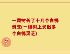 一颗树长了十几个白桦灵芝(一棵树上长出多个白桦灵芝)