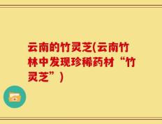 云南的竹灵芝(云南竹林中发现珍稀药材“竹灵芝”)