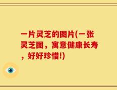 一片灵芝的图片(一张灵芝图，寓意健康长寿，好好珍惜!)