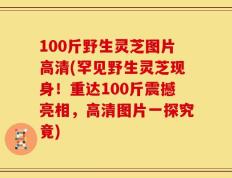 100斤野生灵芝图片高清(罕见野生灵芝现身！重达100斤震撼亮相，高清图片一探究竟)