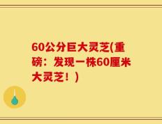 60公分巨大灵芝(重磅：发现一株60厘米大灵芝！)