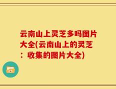 云南山上灵芝多吗图片大全(云南山上的灵芝：收集的图片大全)
