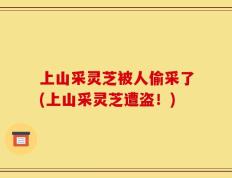 上山采灵芝被人偷采了(上山采灵芝遭盗！)