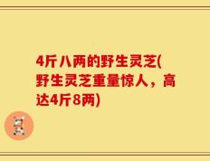 4斤八两的野生灵芝(野生灵芝重量惊人，高达4斤8两)
