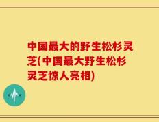 中国最大的野生松杉灵芝(中国最大野生松杉灵芝惊人亮相)