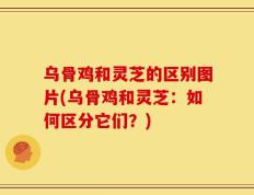 乌骨鸡和灵芝的区别图片(乌骨鸡和灵芝：如何区分它们？)