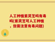 人工种植紫灵芝吗有毒吗(紫灵芝可人工种植，但需注意有毒问题)
