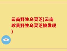 云南野生乌灵芝(云南珍贵野生乌灵芝被发现)