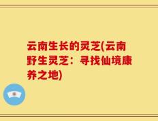 云南生长的灵芝(云南野生灵芝：寻找仙境康养之地)