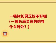 一棵树长灵芝好不好呢(一棵长满灵芝的树有什么好处？)