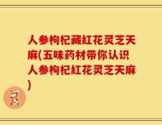人参枸杞藏红花灵芝天麻(五味药材带你认识人参枸杞红花灵芝天麻)
