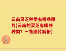 云南灵芝种类有哪些图片(云南的灵芝有哪些种类？一览图片解析)