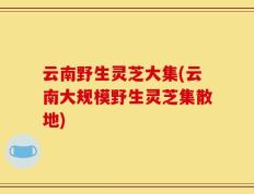 云南野生灵芝大集(云南大规模野生灵芝集散地)