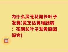 为什么灵芝花期长叶子发黄(灵芝枯黄难题解：花期长叶子发黄原因探究)