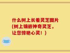 什么树上长着灵芝图片(树上镶嵌神奇灵芝，让您惊艳心灵！)