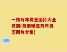 一株万年灵芝图片大全高清(高清精美万年灵芝图片合集)