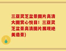 三亚灵芝盆景图片高清大图赏心悦目！三亚灵芝盆景高清图片展现绝美造景)