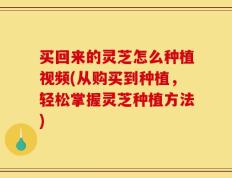 买回来的灵芝怎么种植视频(从购买到种植，轻松掌握灵芝种植方法)