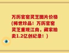 万历官窑灵芝图片价格(稀世珍品！万历官窑灵芝重现江南，藏家拍卖1.2亿创纪录！)