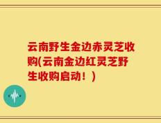 云南野生金边赤灵芝收购(云南金边红灵芝野生收购启动！)