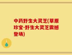 中药野生大灵芝(草原珍宝-野生大灵芝震撼登场)
