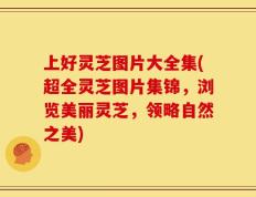 上好灵芝图片大全集(超全灵芝图片集锦，浏览美丽灵芝，领略自然之美)