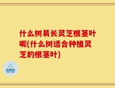 什么树易长灵芝根茎叶呢(什么树适合种植灵芝的根茎叶)