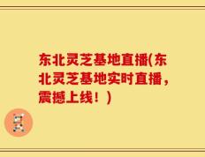 东北灵芝基地直播(东北灵芝基地实时直播，震撼上线！)