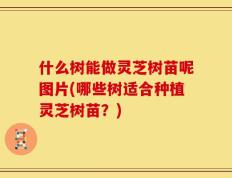什么树能做灵芝树苗呢图片(哪些树适合种植灵芝树苗？)