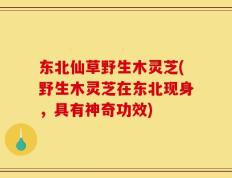 东北仙草野生木灵芝(野生木灵芝在东北现身，具有神奇功效)