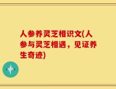 人参养灵芝相识文(人参与灵芝相遇，见证养生奇迹)