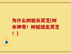 为什么树桩长灵芝(树木神奇！树桩结出灵芝！)