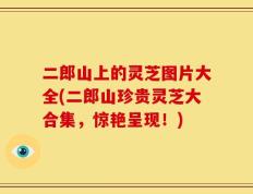二郎山上的灵芝图片大全(二郎山珍贵灵芝大合集，惊艳呈现！)