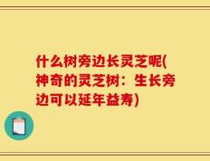 什么树旁边长灵芝呢(神奇的灵芝树：生长旁边可以延年益寿)