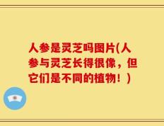 人参是灵芝吗图片(人参与灵芝长得很像，但它们是不同的植物！)