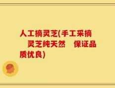 人工摘灵芝(手工采摘　灵芝纯天然　保证品质优良)